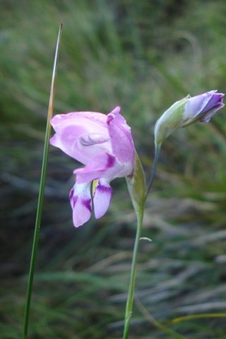 Gladiolus inflatus ballerina inspiration